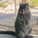 Photo of a young rock squirrel with fluffy gray fur