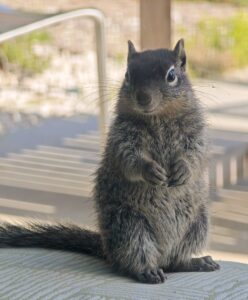 Photo of a young rock squirrel with fluffy gray fur