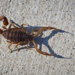 Photo of a striped bark scorpion on sidewalk