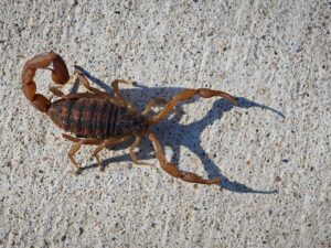 Photo of a striped bark scorpion on sidewalk